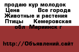 продаю кур молодок. › Цена ­ 320 - Все города Животные и растения » Птицы   . Кемеровская обл.,Мариинск г.